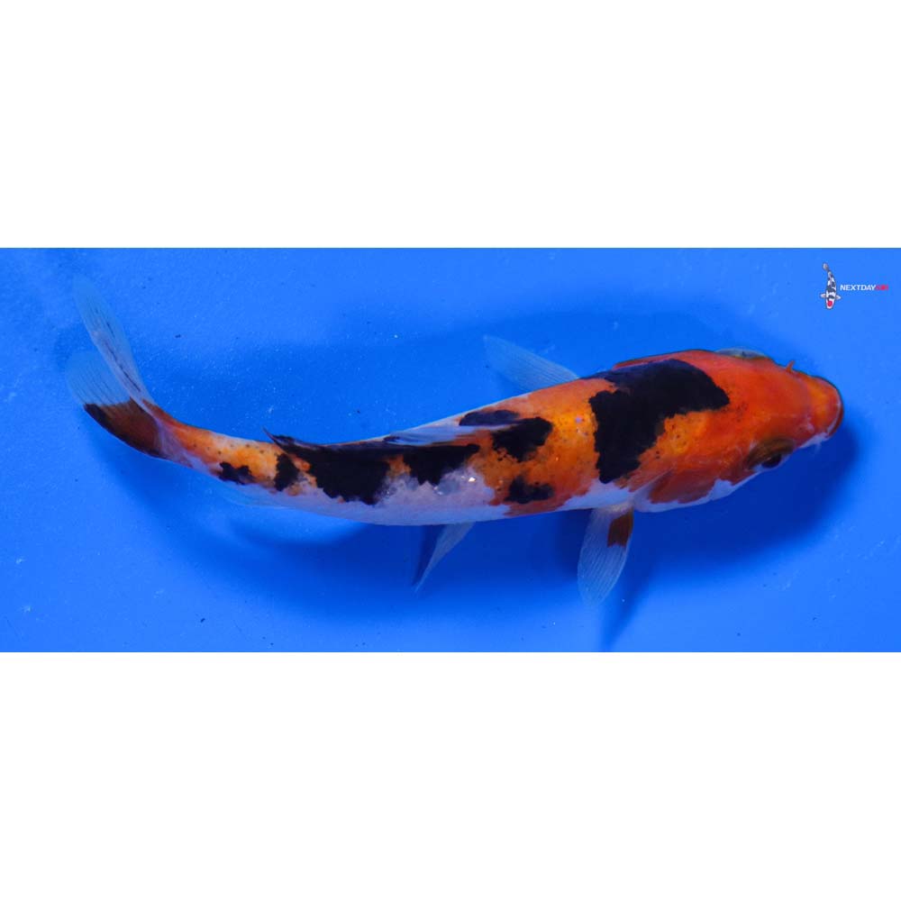 3.5” Imported Sanke