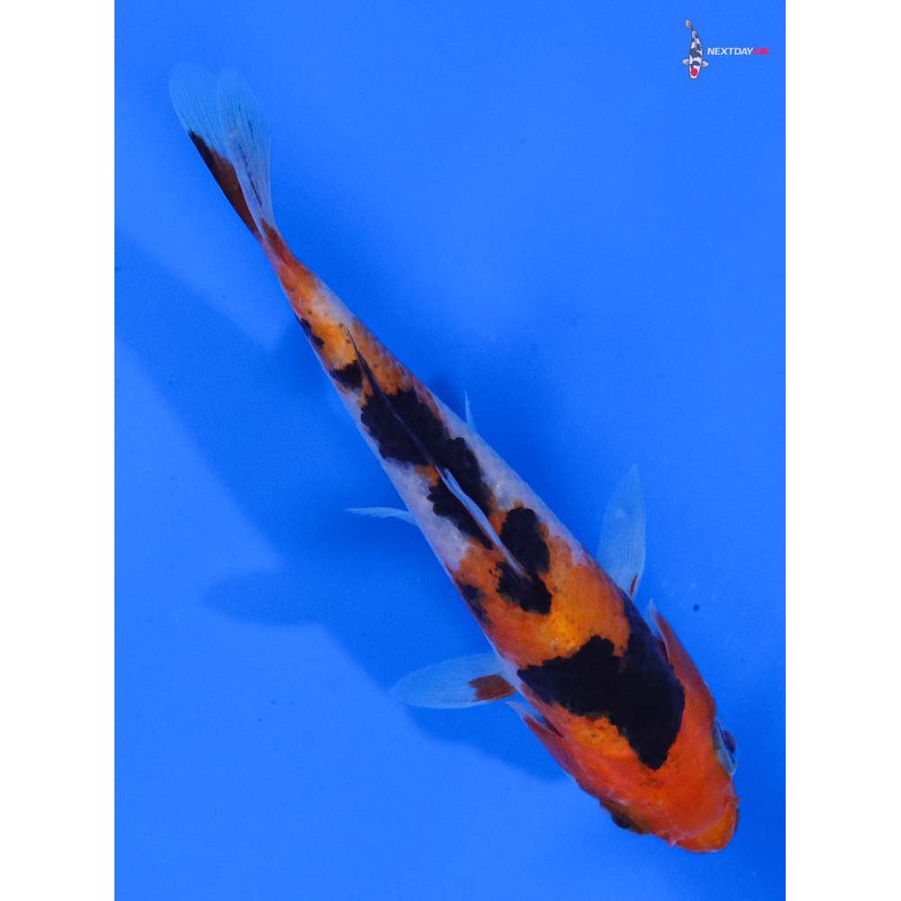 3.5” Imported Sanke