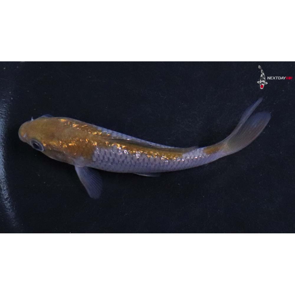 3.5” Imported Gin Rin Ochiba Shigure