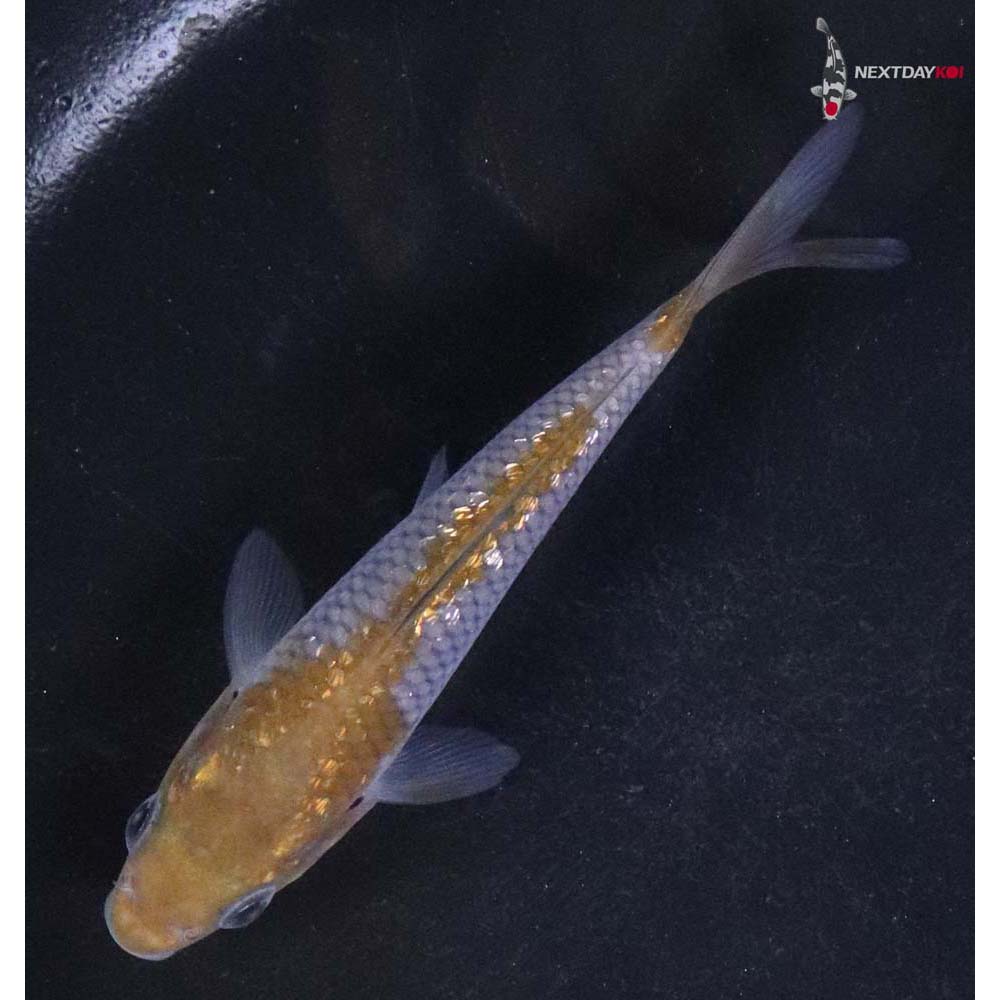 3.5” Imported Gin Rin Ochiba Shigure