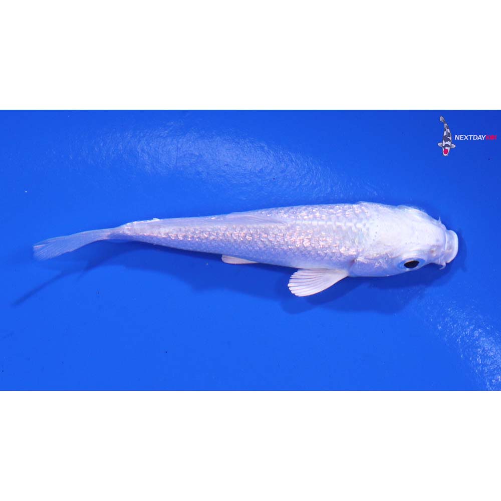 3” Imported Gin Rin Platinum Ogon