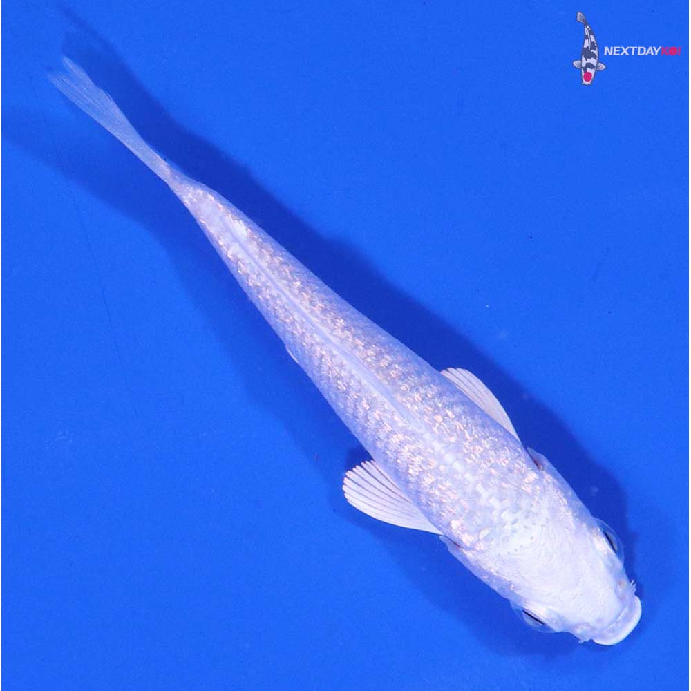 3” Imported Gin Rin Platinum Ogon