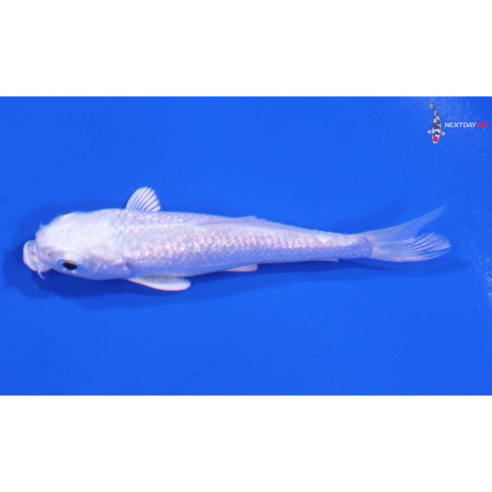 3” Imported Gin Rin Platinum Ogon