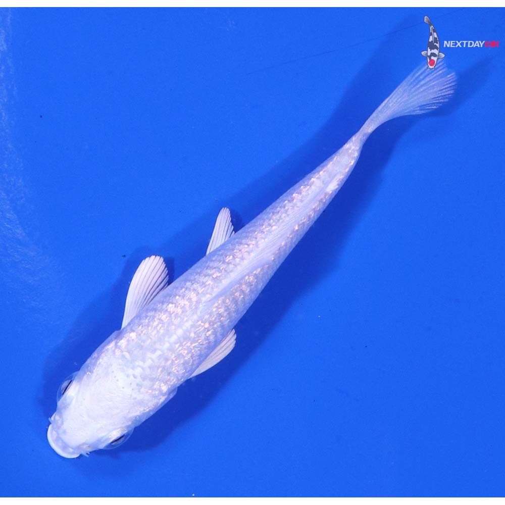 3” Imported Gin Rin Platinum Ogon