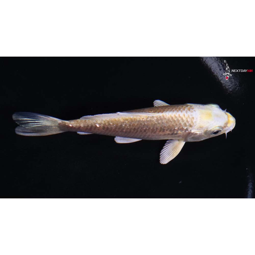 4” Imported Gin Rin Yamabuki Ogon