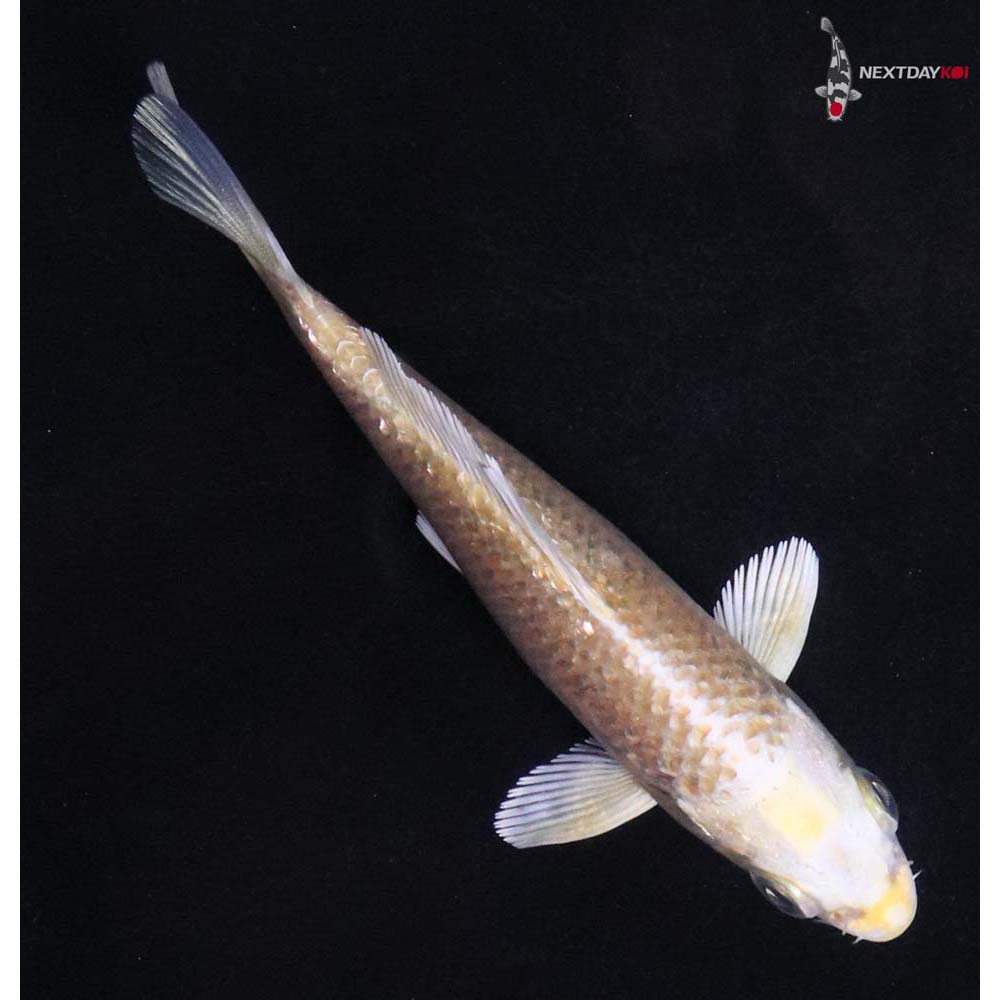 4” Imported Gin Rin Yamabuki Ogon