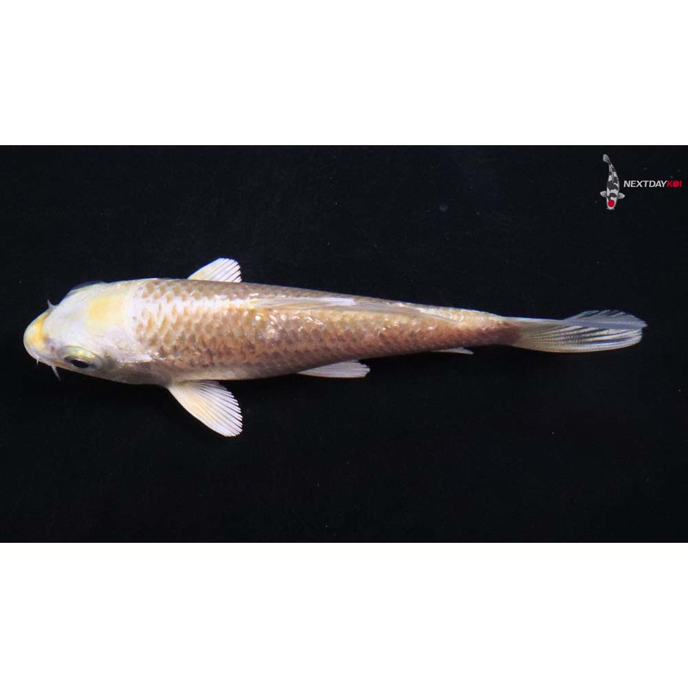 4” Imported Gin Rin Yamabuki Ogon