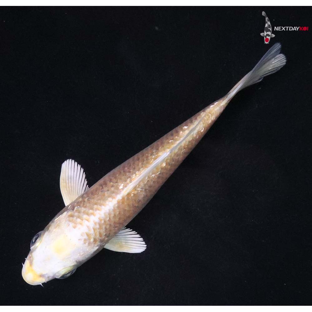 4” Imported Gin Rin Yamabuki Ogon