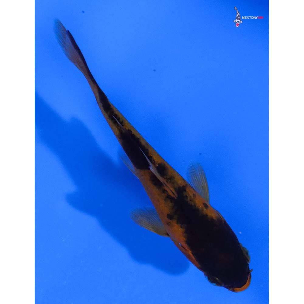 3.5” Imported Aka Bekko