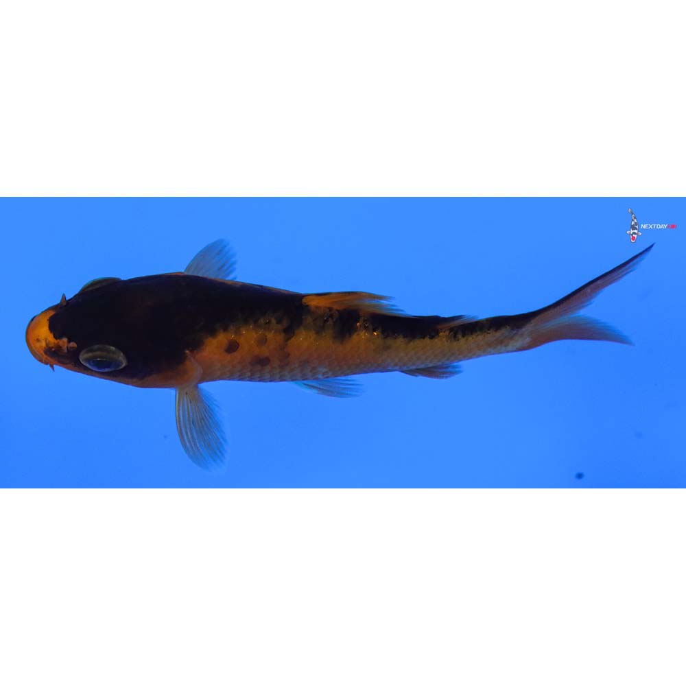 3.5” Imported Aka Bekko