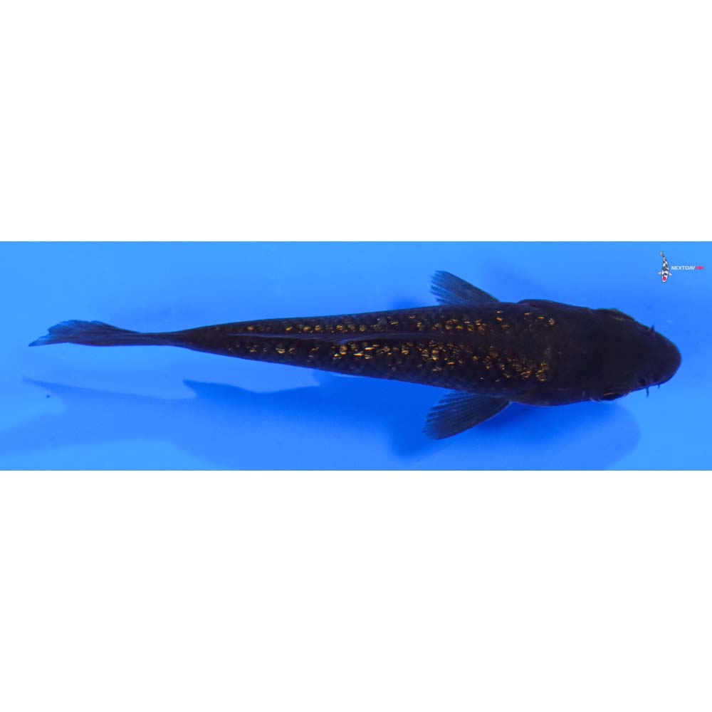 3.5” Imported Gin Rin Chagoi