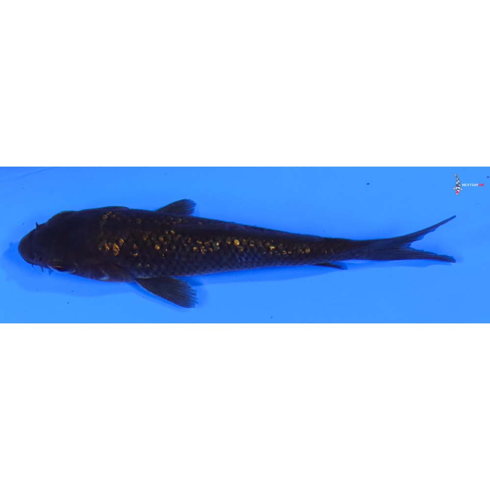 3.5” Imported Gin Rin Chagoi