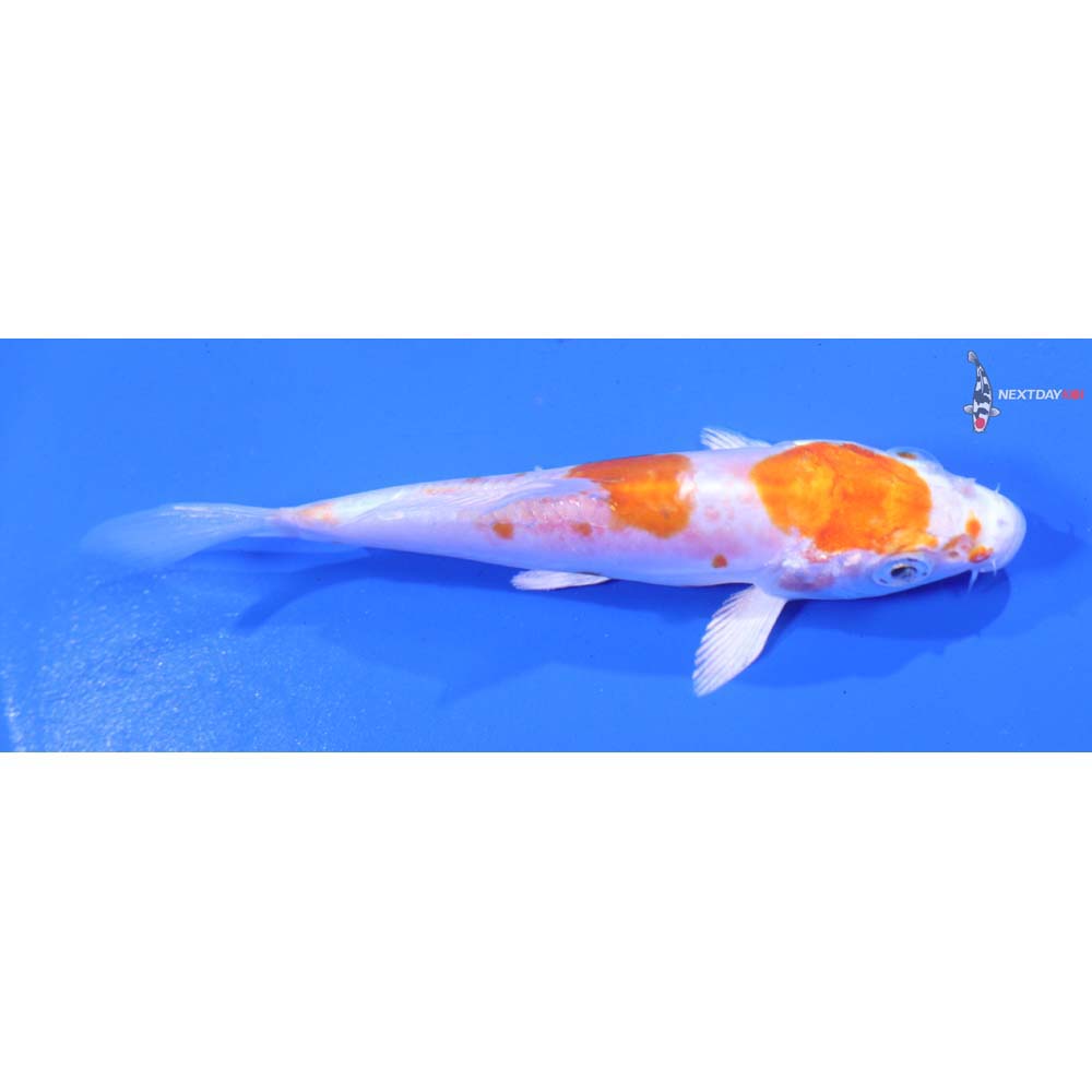 4” Imported Kikusui