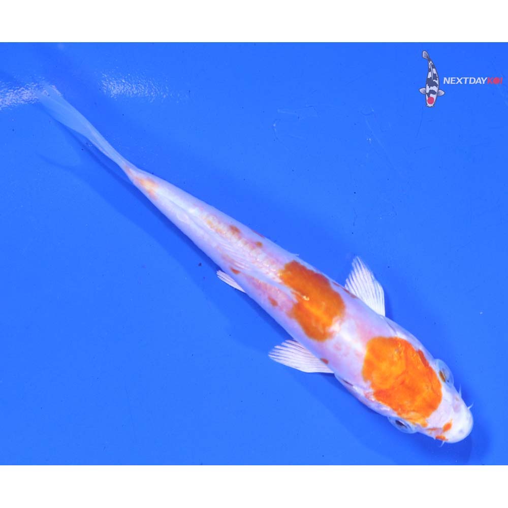 4” Imported Kikusui