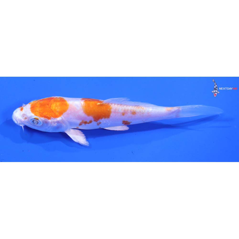 4” Imported Kikusui