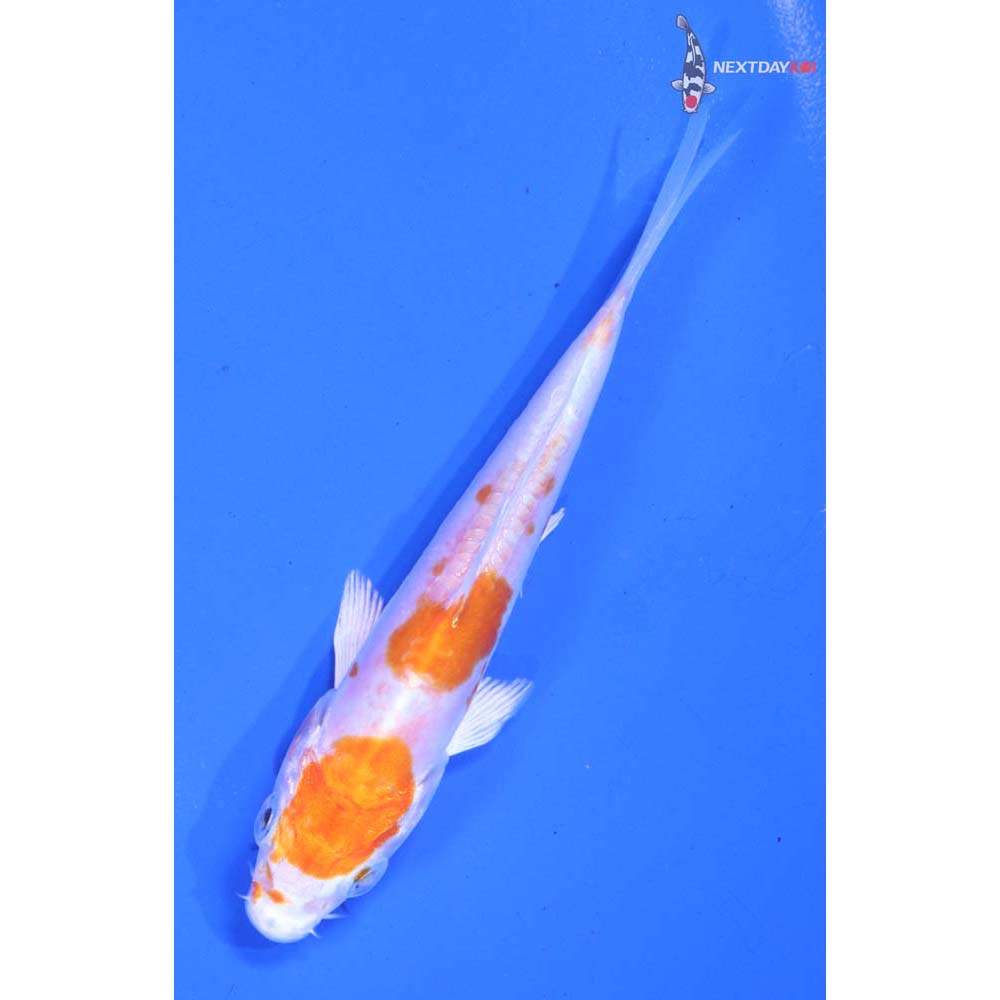 4” Imported Kikusui