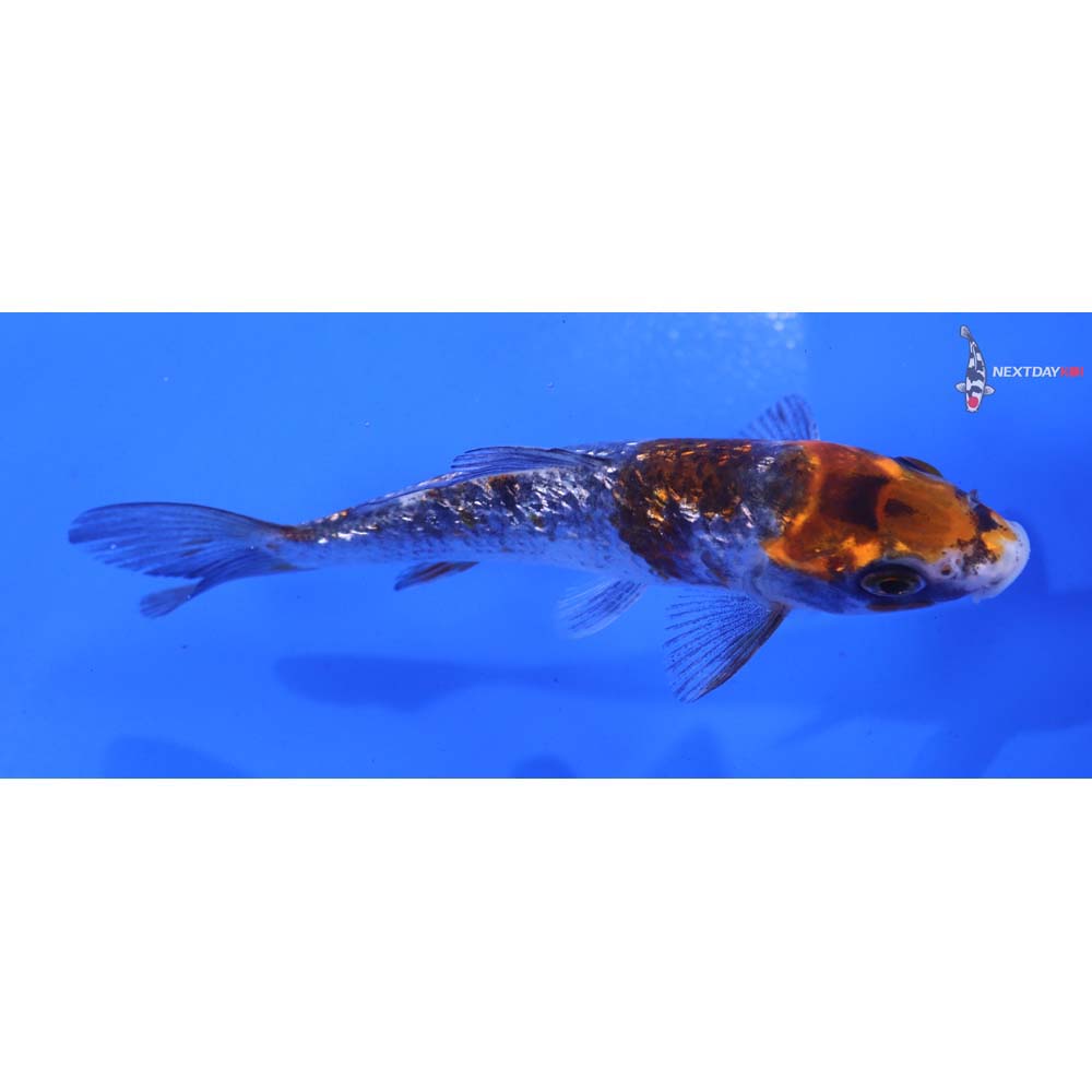 4.5” Imported Gin Rin Beni Matsukawabakke