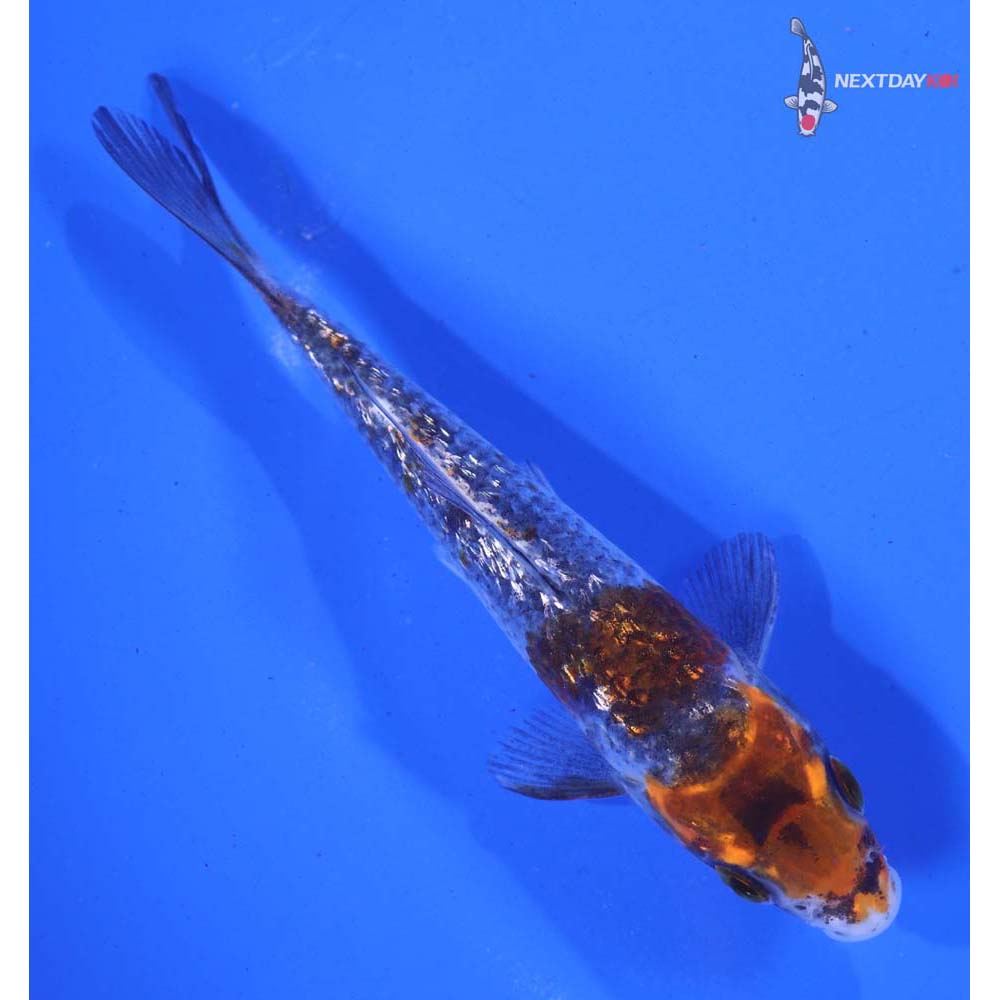 4.5” Imported Gin Rin Beni Matsukawabakke