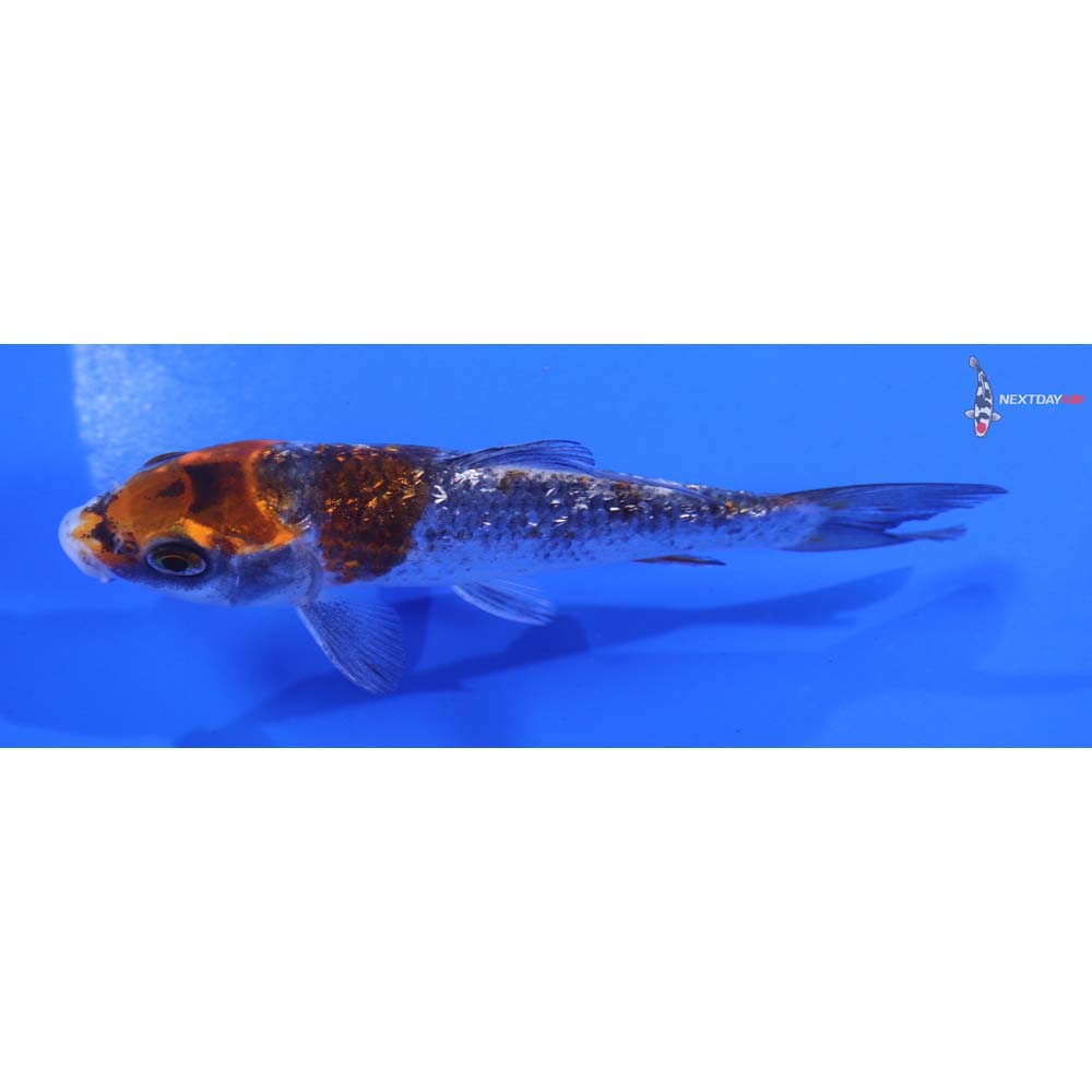 4.5” Imported Gin Rin Beni Matsukawabakke