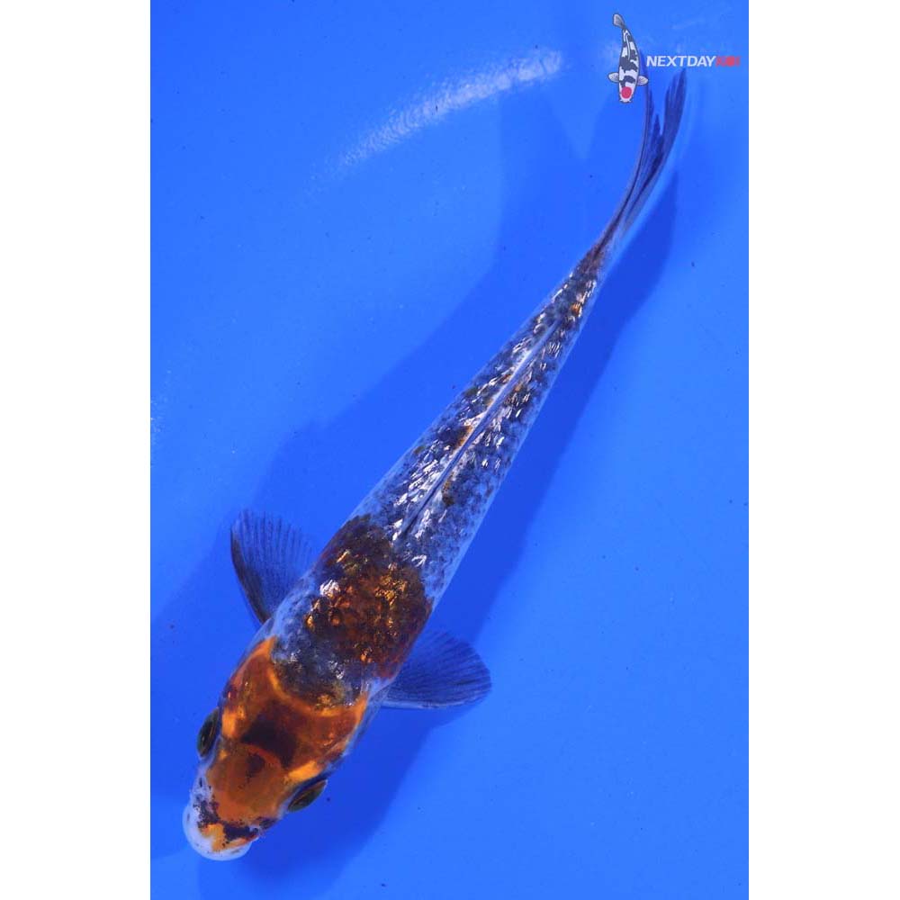 4.5” Imported Gin Rin Beni Matsukawabakke