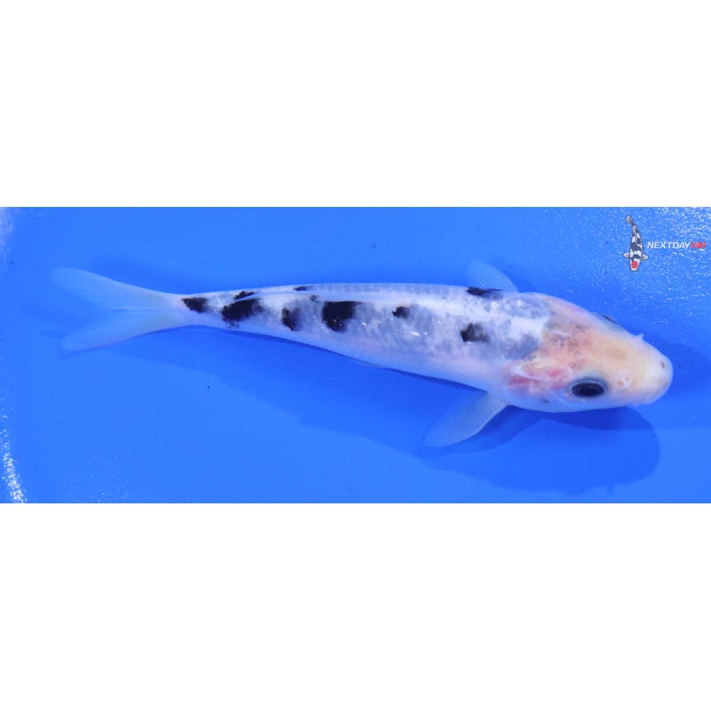 4.5” Imported Shiro Bekko