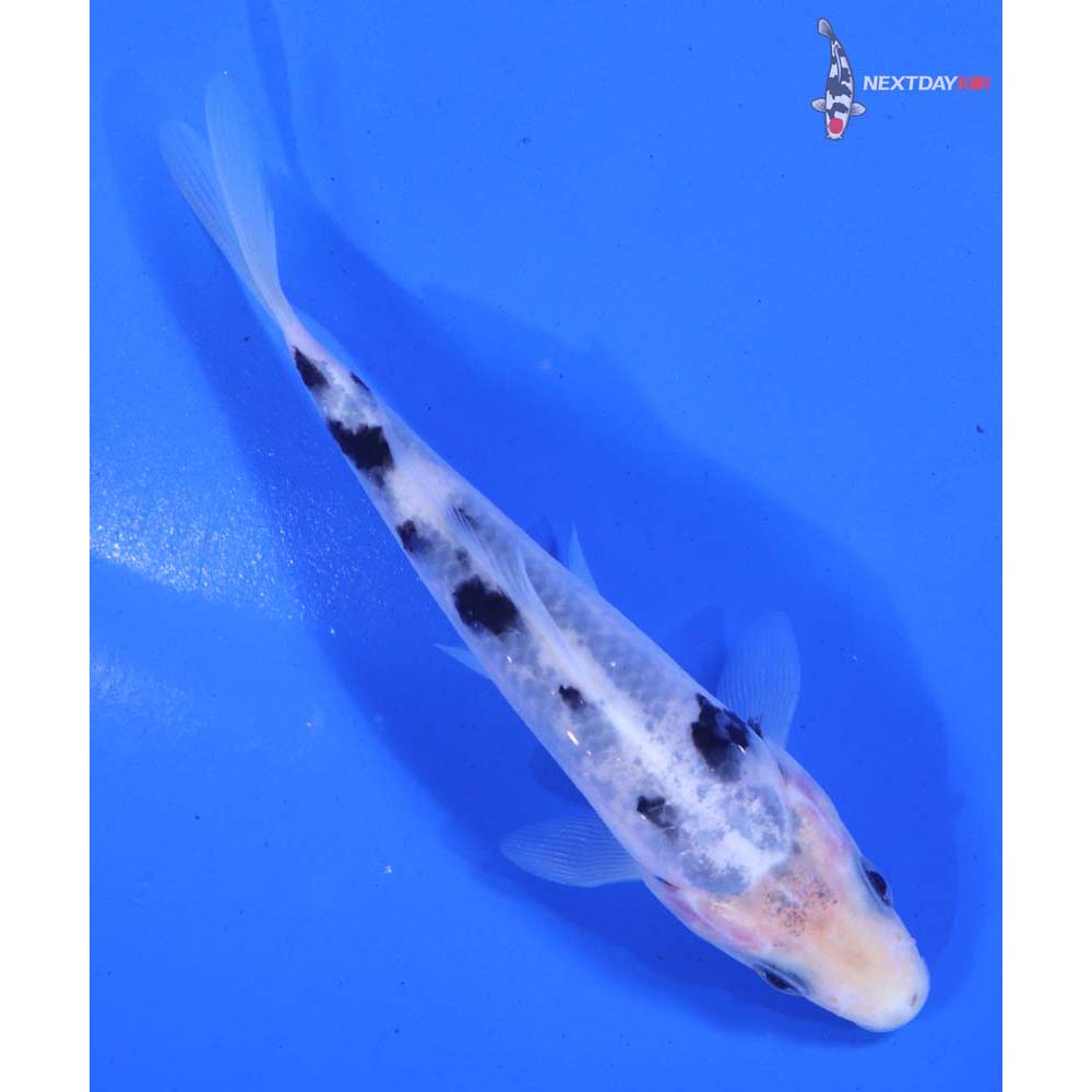 4.5” Imported Shiro Bekko