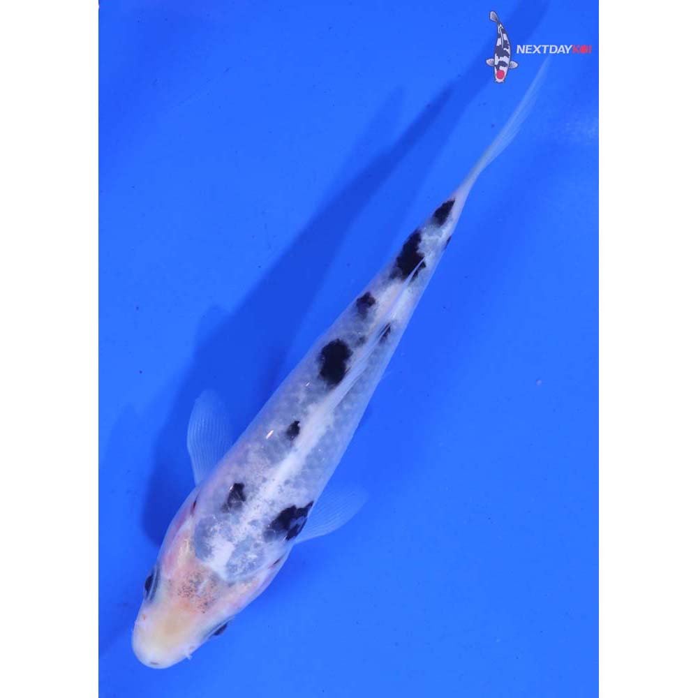 4.5” Imported Shiro Bekko