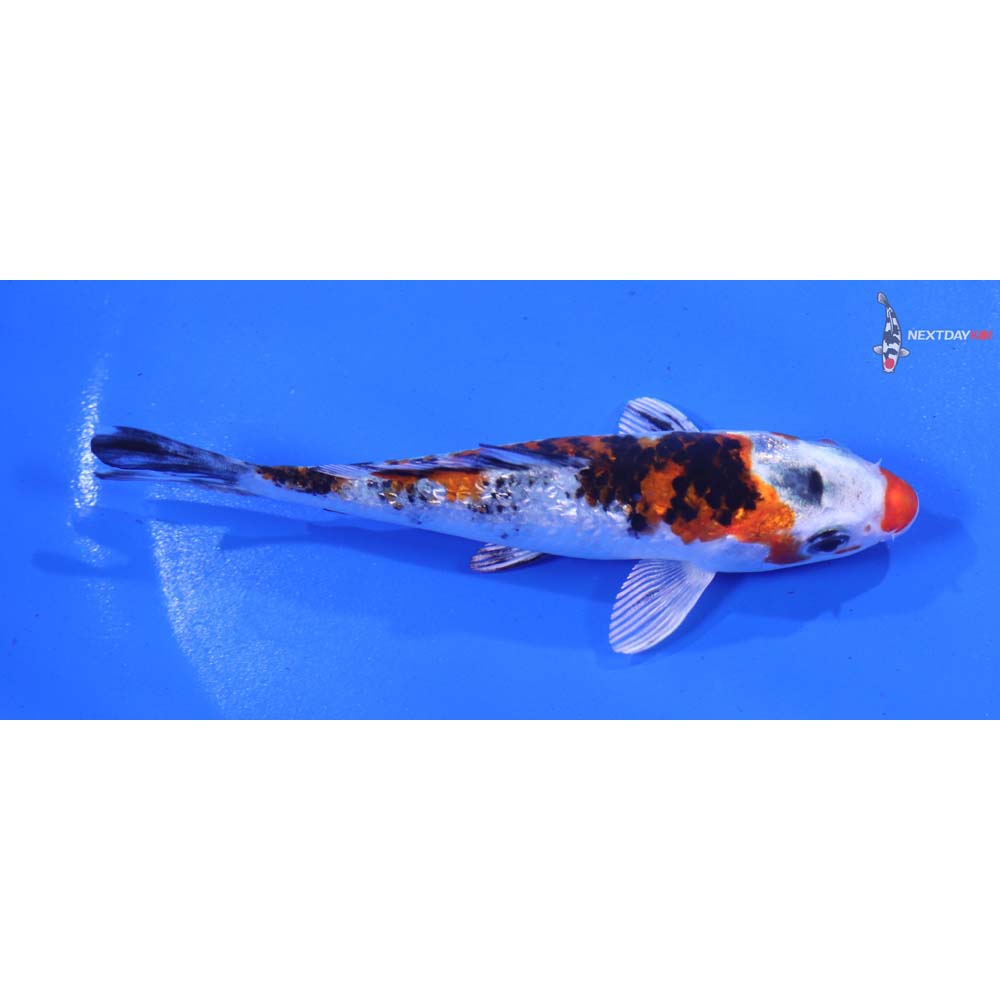 4.5” Imported Gin Rin Yamato Nishiki
