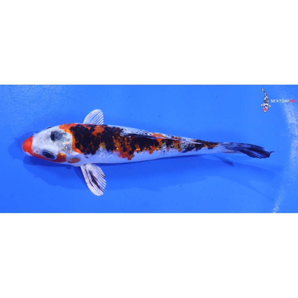 4.5” Imported Gin Rin Yamato Nishiki