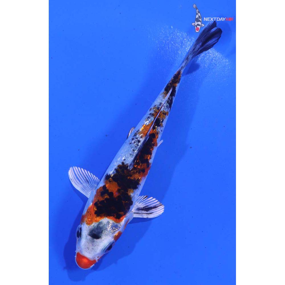 4.5” Imported Gin Rin Yamato Nishiki