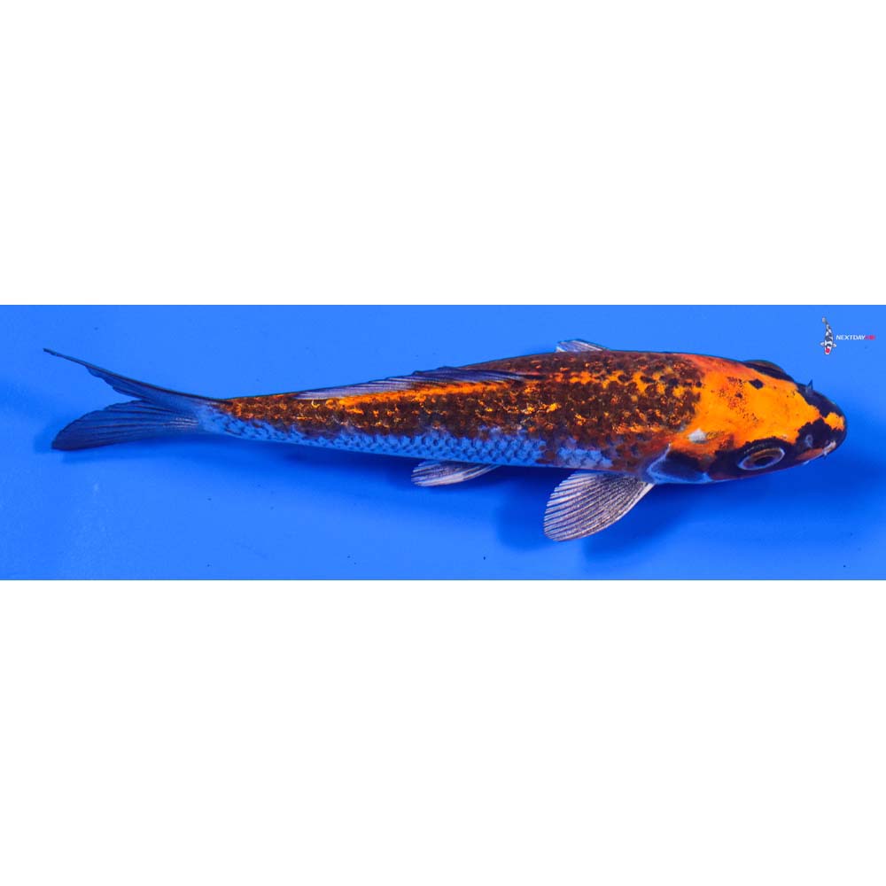 5” Imported Gin Rin Kujaku