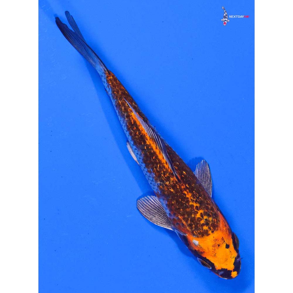 5” Imported Gin Rin Kujaku