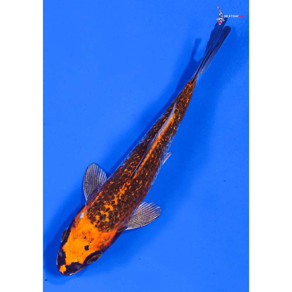 5” Imported Gin Rin Kujaku