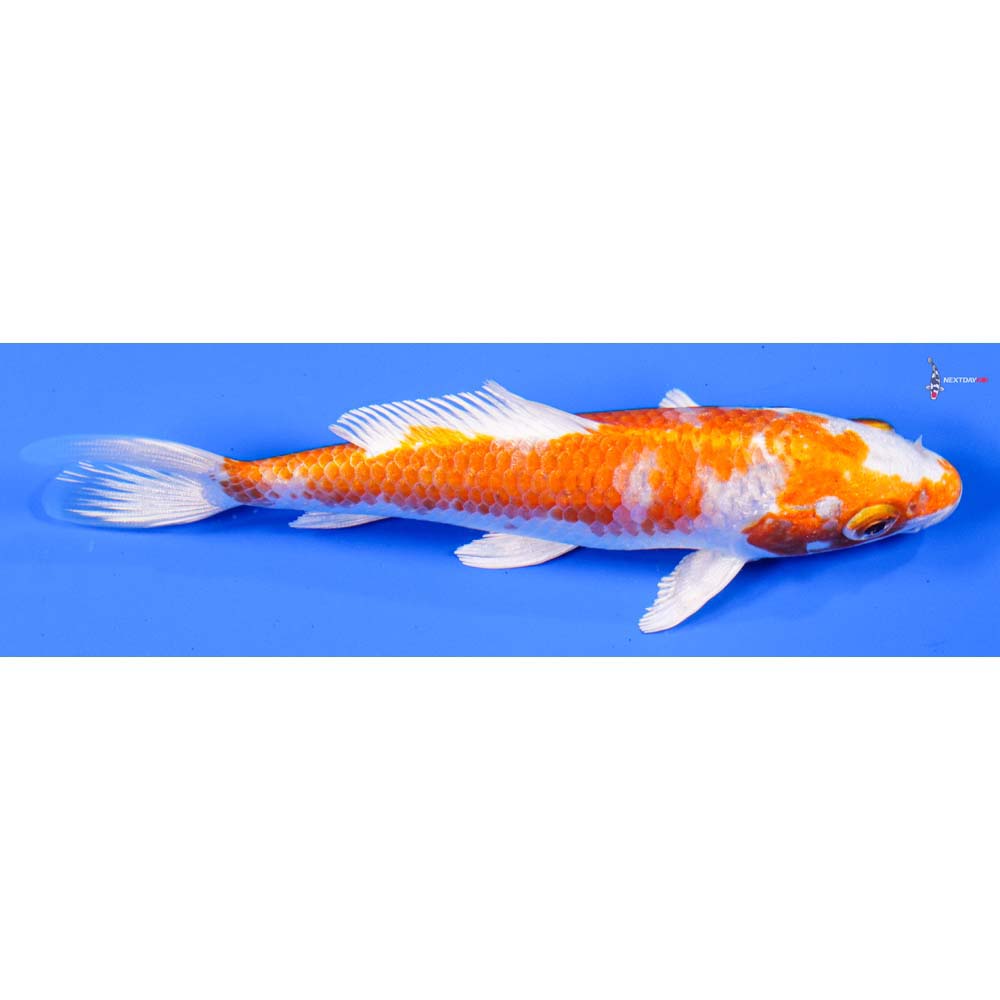 5” Imported Hariwake