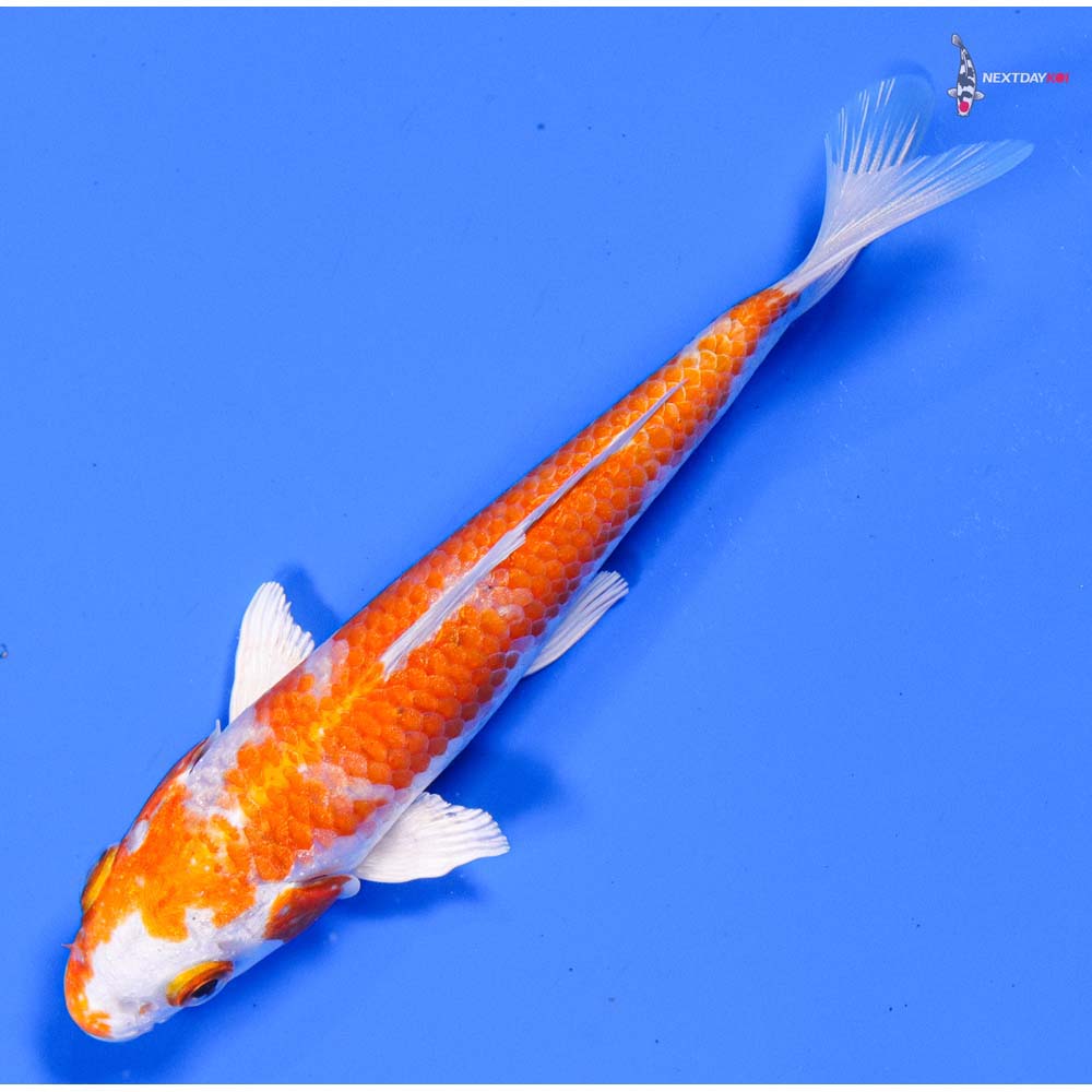 5” Imported Hariwake