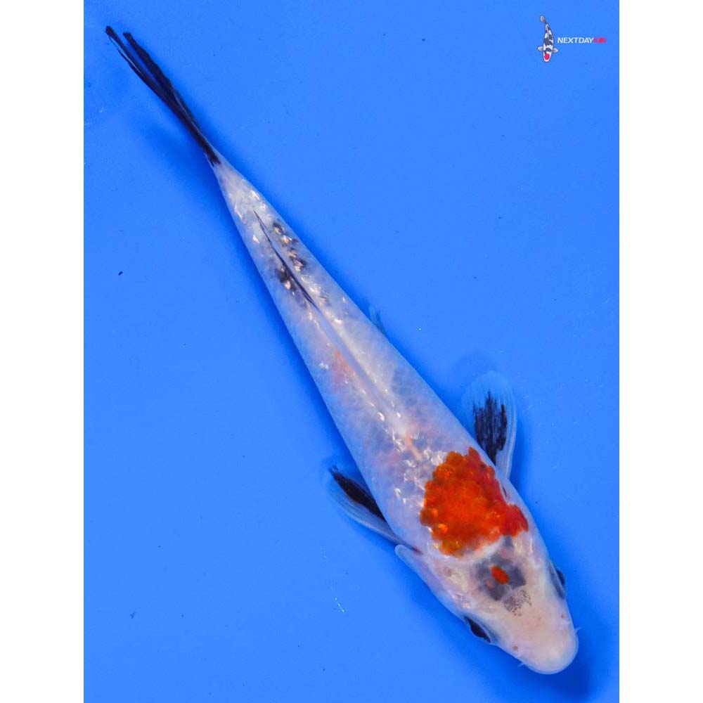 5” Imported Gin Rin Sanke