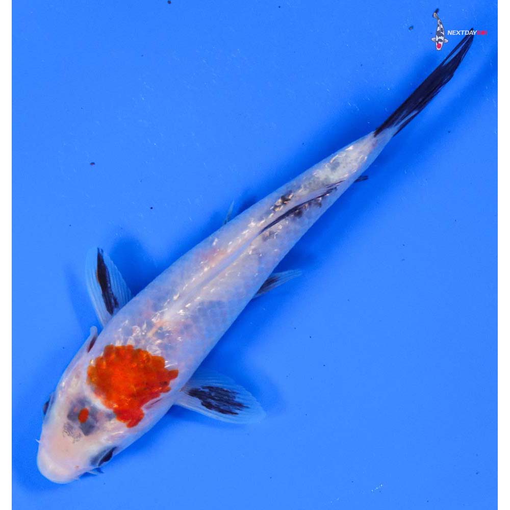 5” Imported Gin Rin Sanke