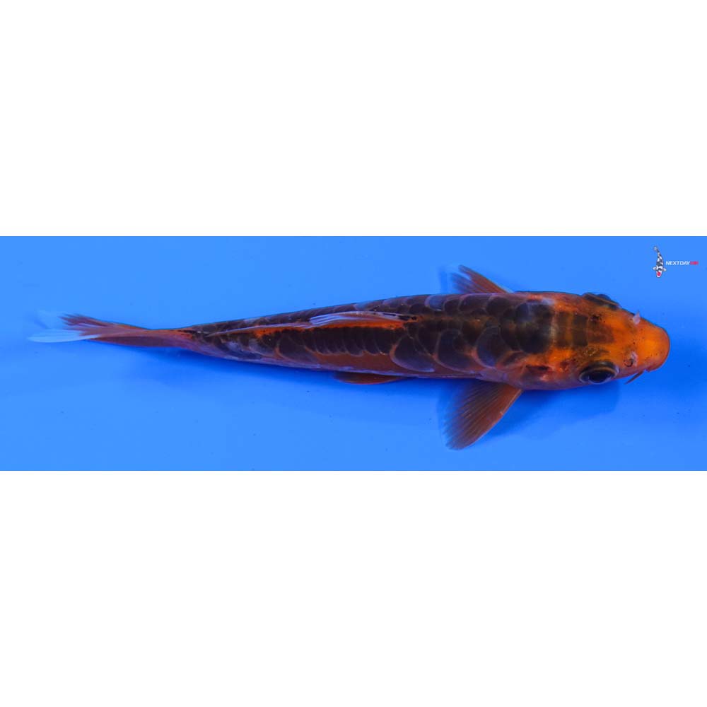 4.5” Imported Hana Shusui