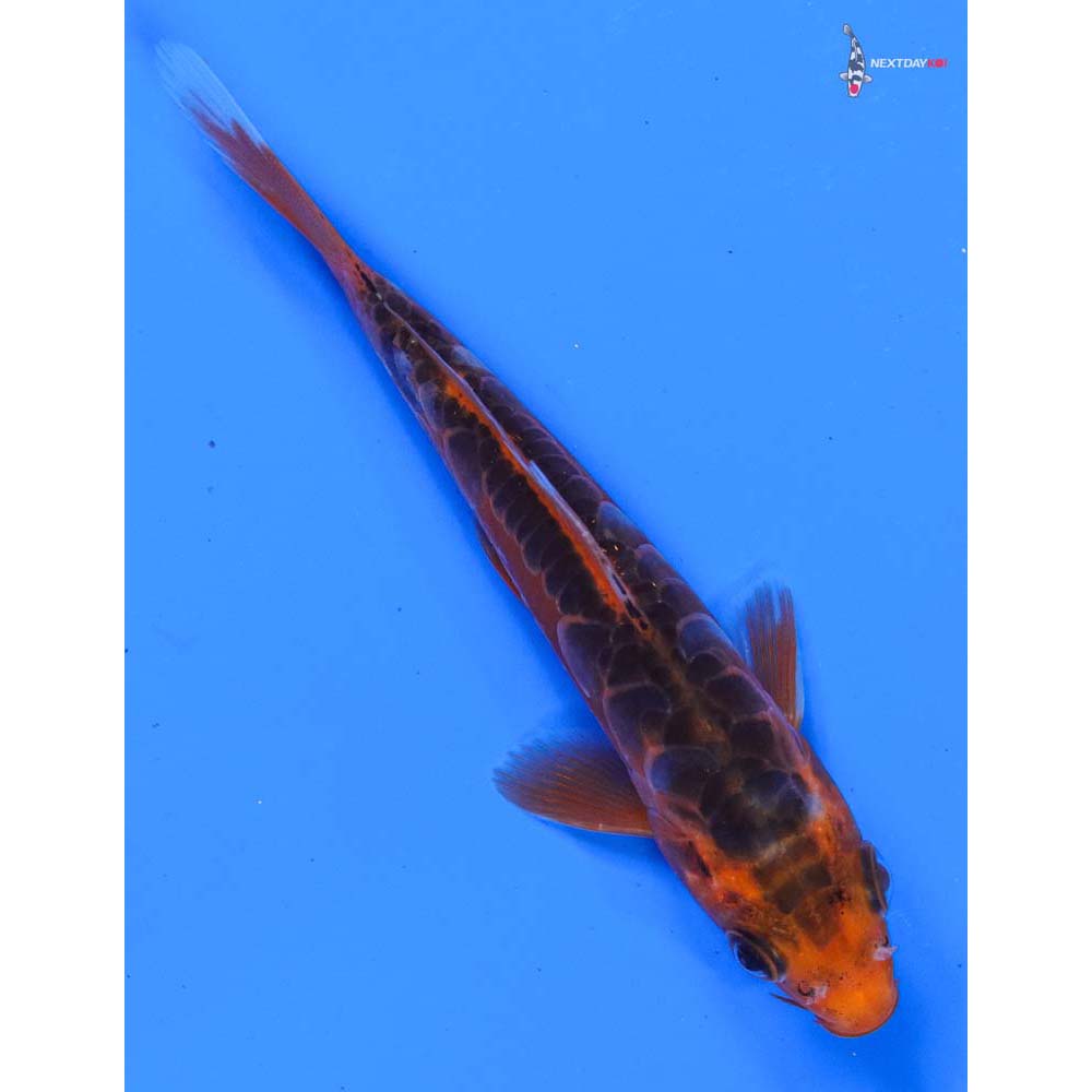 4.5” Imported Hana Shusui