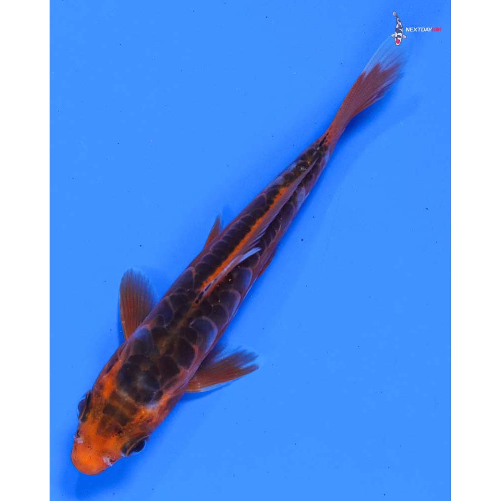 4.5” Imported Hana Shusui