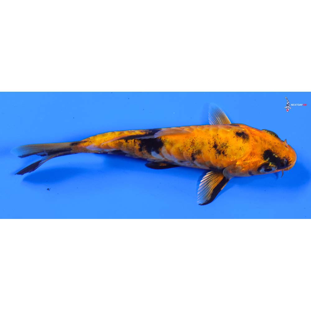 4.5” Imported Doitsu Kin Hi Utsuri