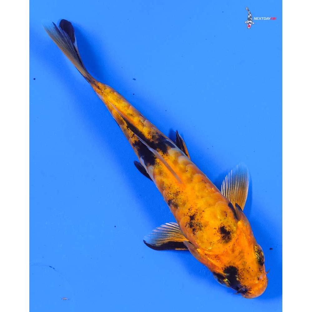 4.5” Imported Doitsu Kin Hi Utsuri