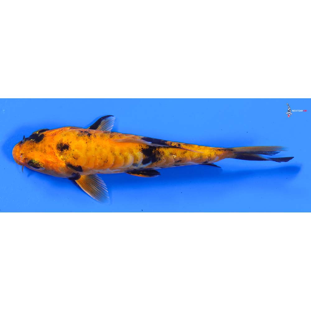 4.5” Imported Doitsu Kin Hi Utsuri