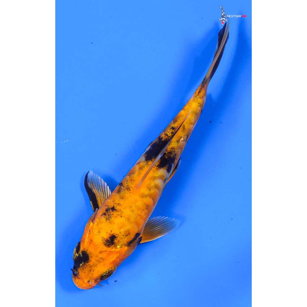 4.5” Imported Doitsu Kin Hi Utsuri