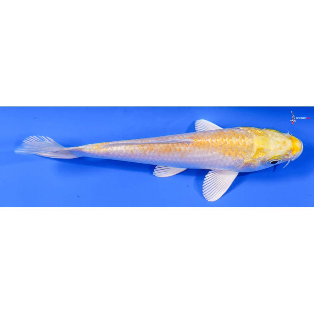 5” Imported Lemon Hariwake