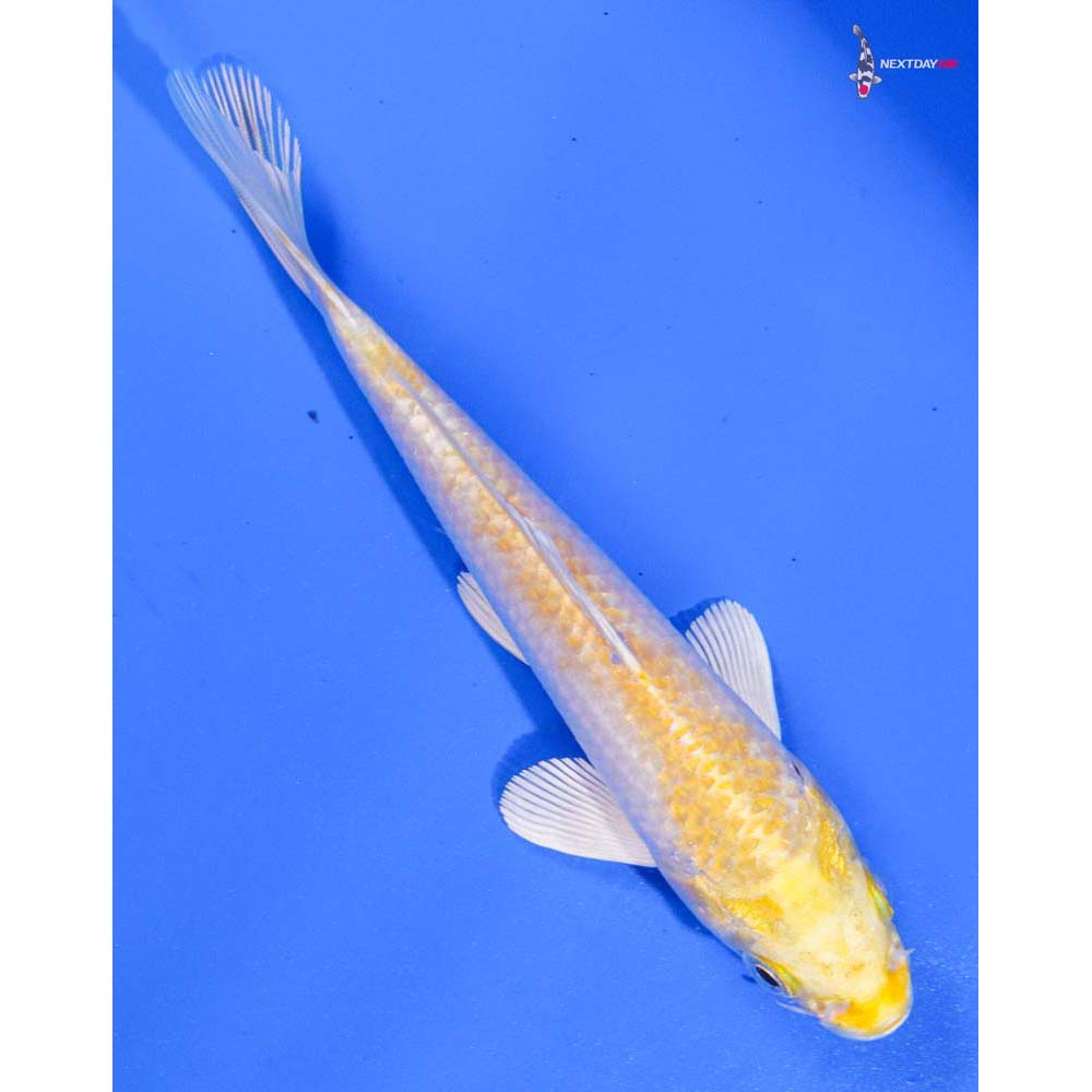 5” Imported Lemon Hariwake