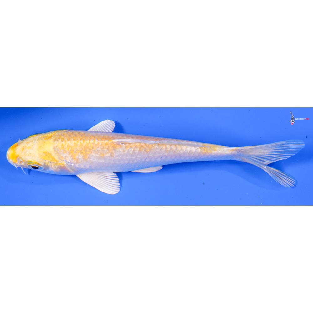 5” Imported Lemon Hariwake