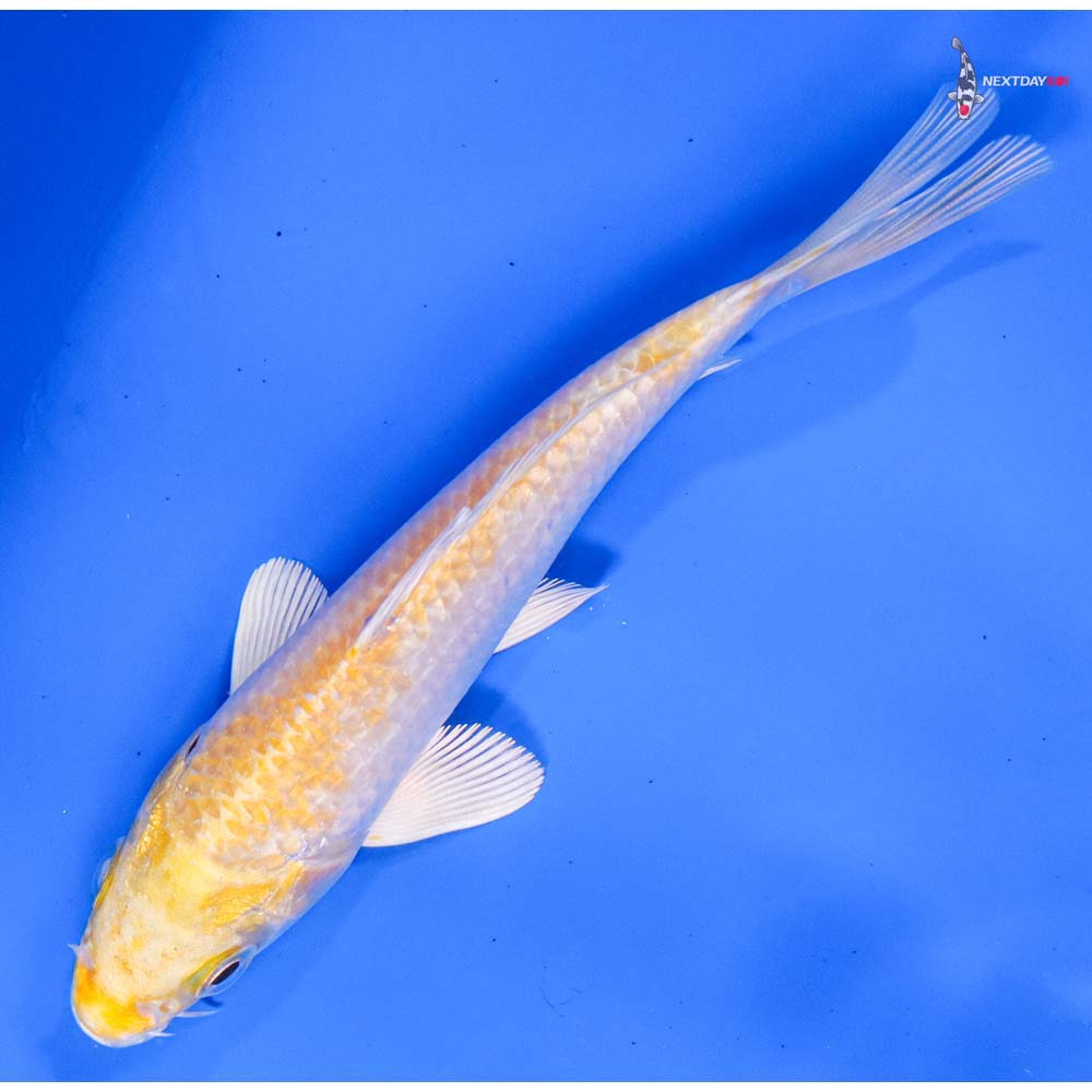 5” Imported Lemon Hariwake