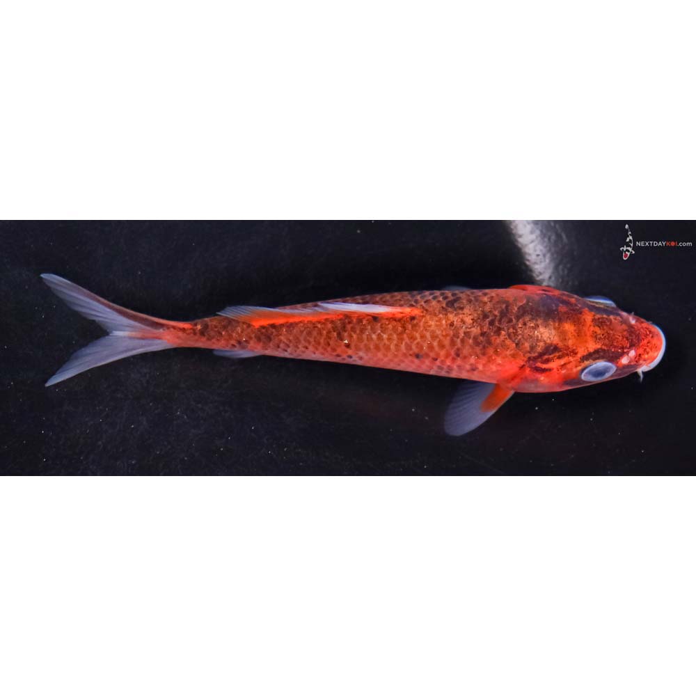 4.5” Imported Goromo