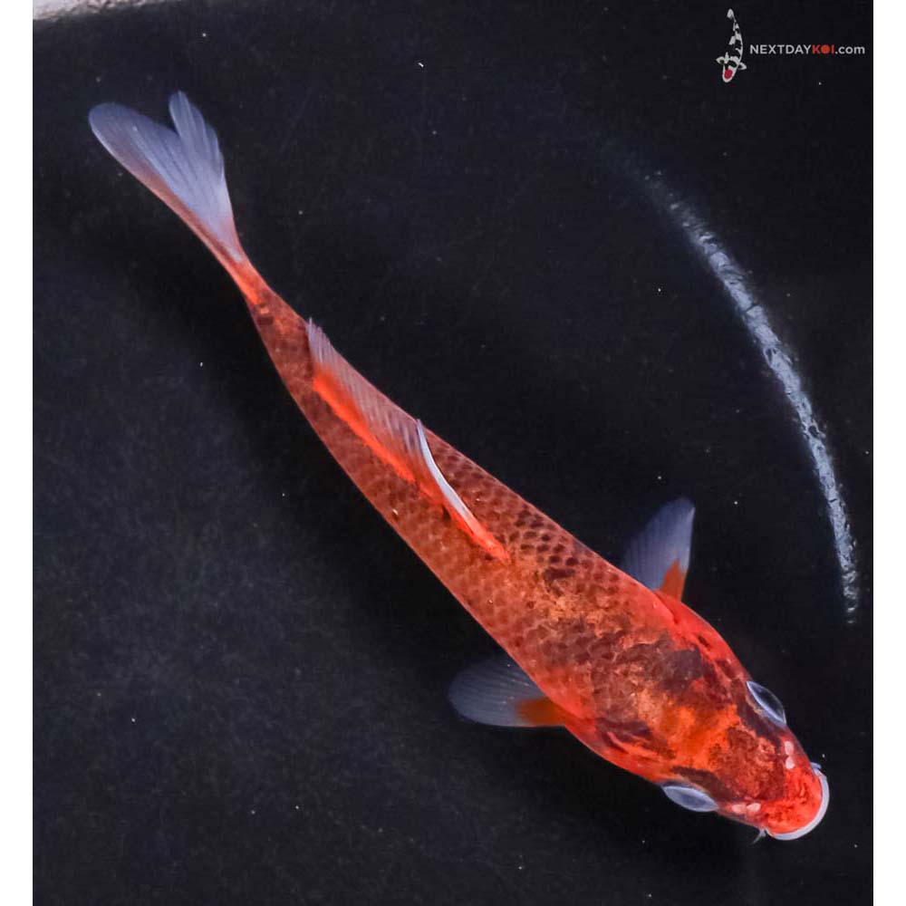 4.5” Imported Goromo